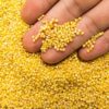Organic Foxtail Millet / Thinai / Native Tamil Nadu Millet – 100% Pure & Naturally Grown