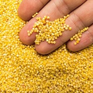 Organic Foxtail Millet / Thinai / Native Tamil Nadu Millet – 100% Pure & Naturally Grown