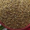 GROXE Select Traditional Desi Pearl Millet (Kambu) | Native Tamil Nadu Grain | 100% Naturally Grown