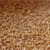 GROXE Select Bamboo Rice (Moongil Rice) | Rare Traditional Rice | 100% Natural & Unpolished | Rich in Iron, Calcium & Fiber | Farmer Direct from Thanjavur