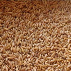 GROXE Select Bamboo Rice (Moongil Rice) | Rare Traditional Rice | 100% Natural & Unpolished | Rich in Iron, Calcium & Fiber | Farmer Direct from Thanjavur
