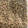 GROXE Select Illupai Poo Samba Rice | Traditional Heritage Rice from Tiruvannamalai | 100% Natural & Unpolished | Farmer Kavitha Direct | Aromatic & Iron-Rich (1 Kg)
