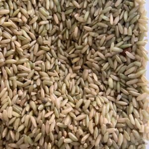 GROXE Select Illupai Poo Samba Rice | Traditional Heritage Rice from Tiruvannamalai | 100% Natural & Unpolished | Farmer Kavitha Direct | Aromatic & Iron-Rich (1 Kg)