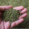 Organic Green Gram (Pachai Payaru) – Direct from Farmer Easwari, Erode | Unpolished, Naturally Grown